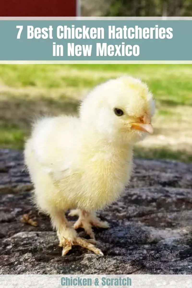 Los mejores criaderos de pollos en Nuevo México