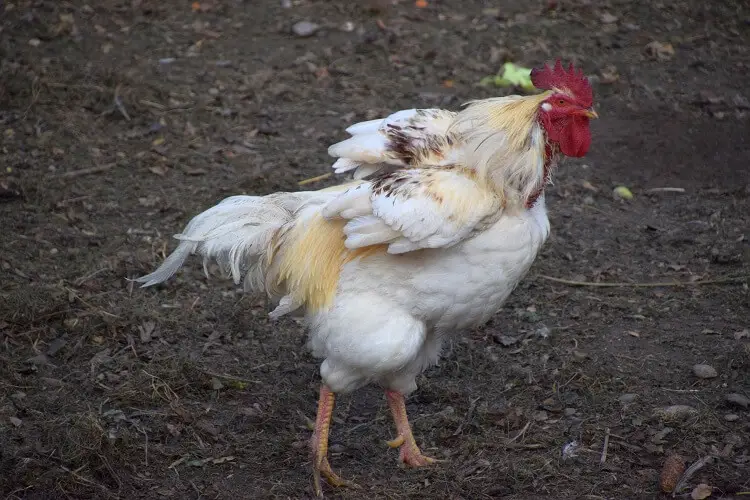 Pollos perdiendo plumas en la parte inferior