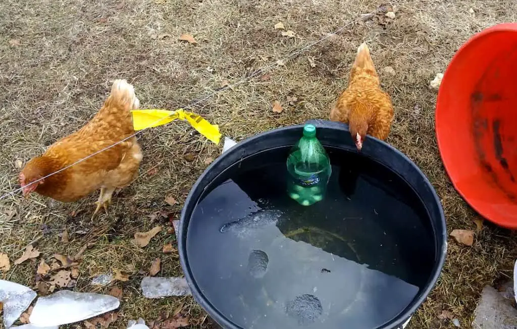congelación de agua de pollos