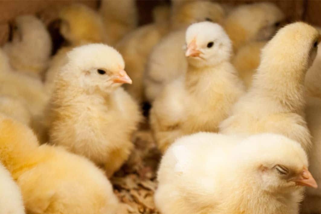 Criaderos de pollos en Connecticut