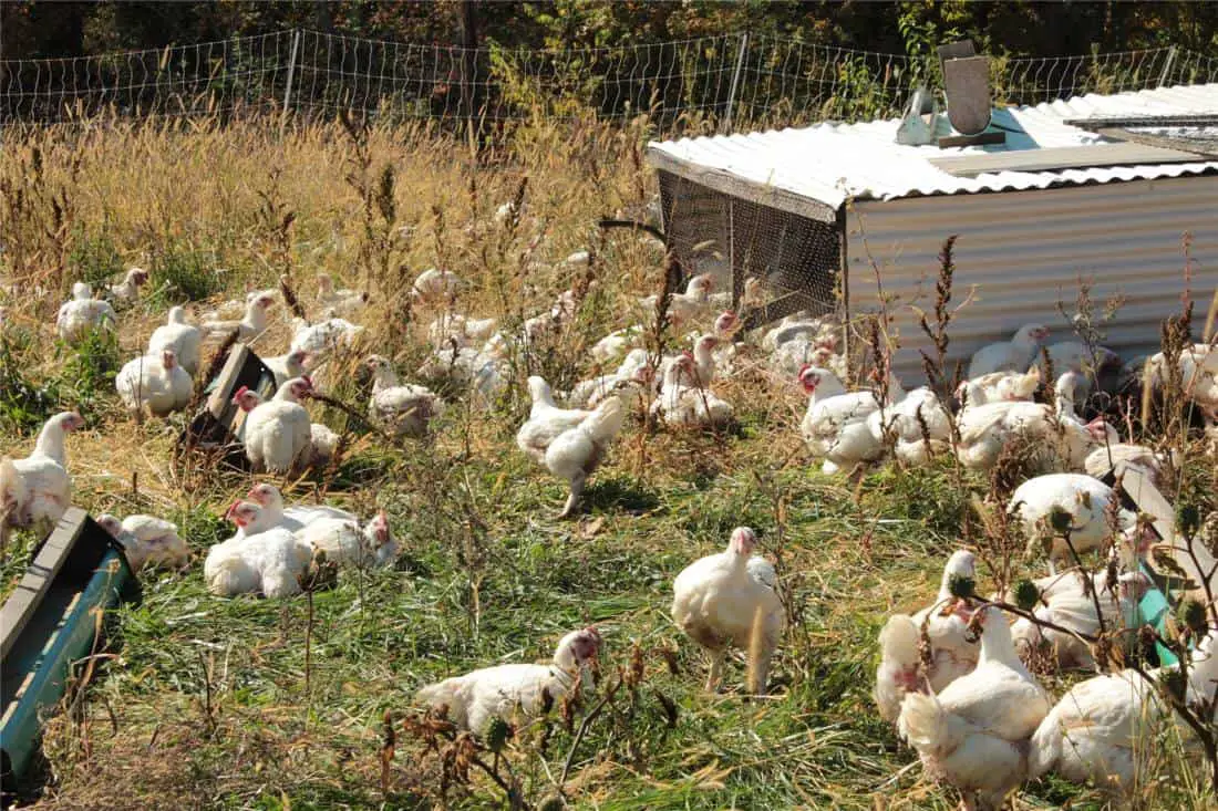 criadero de pollos en oklahoma