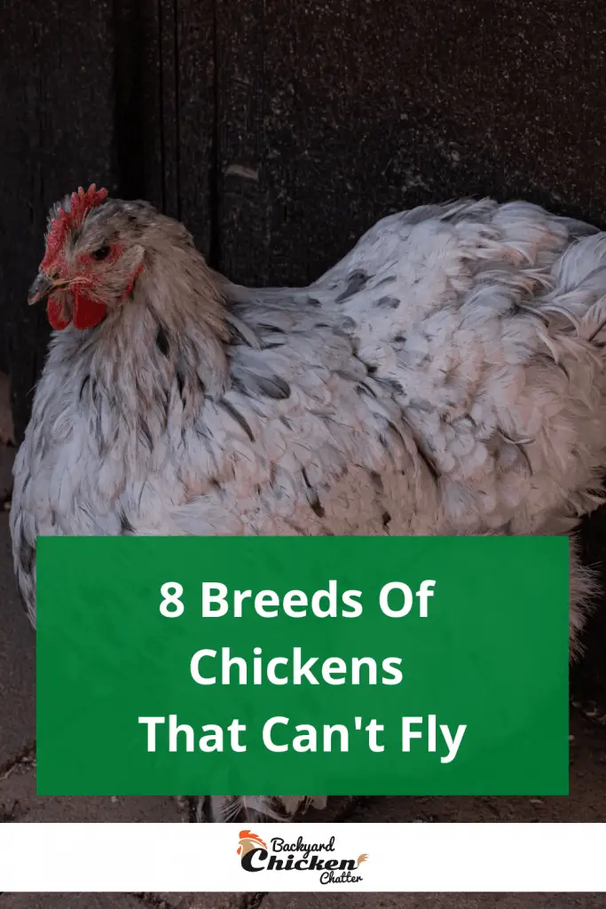 8 razas de pollos que no pueden volar