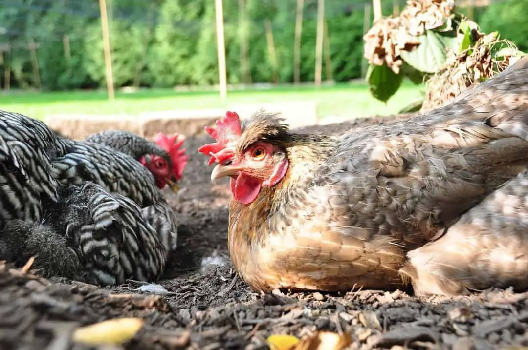 ¿Por qué las gallinas dejan de poner huevos?