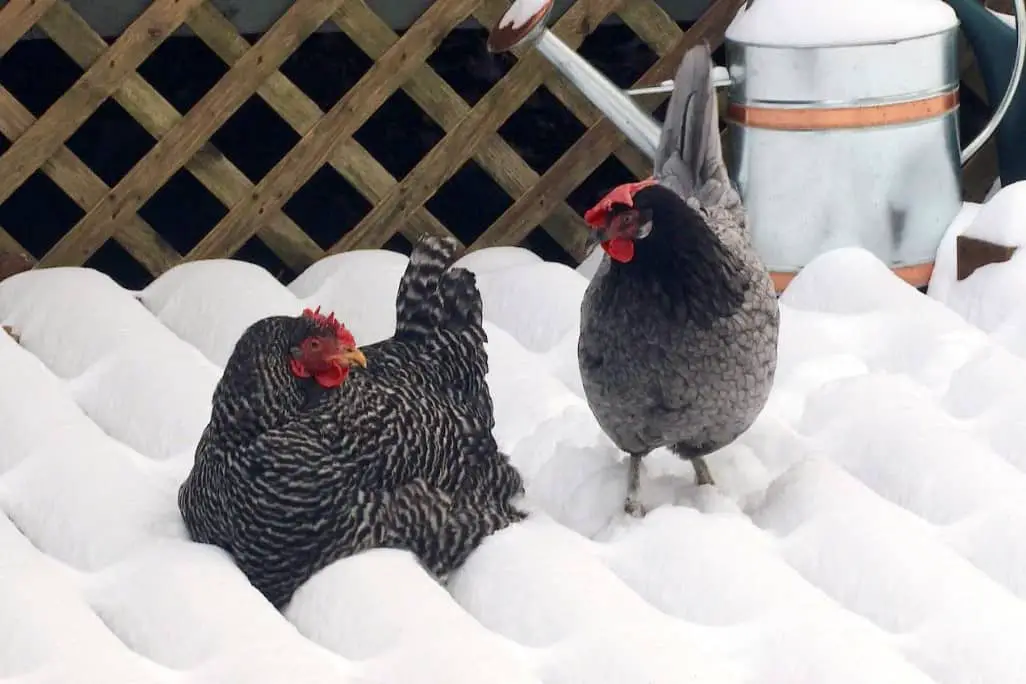 las gallinas dejan de poner huevos en invierno
