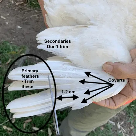 ¿Cómo se cortan las alas de un pollo?