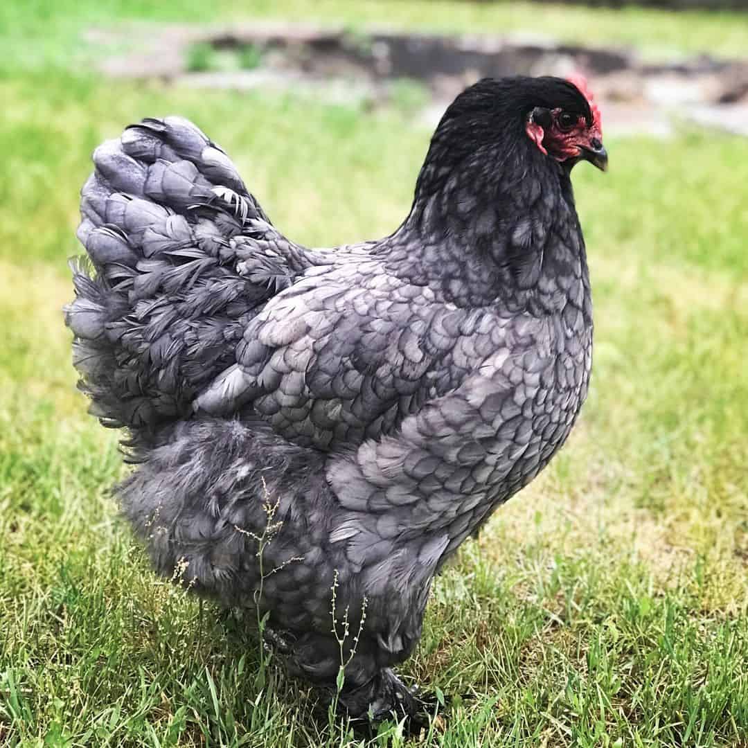 razas de gallinas azules