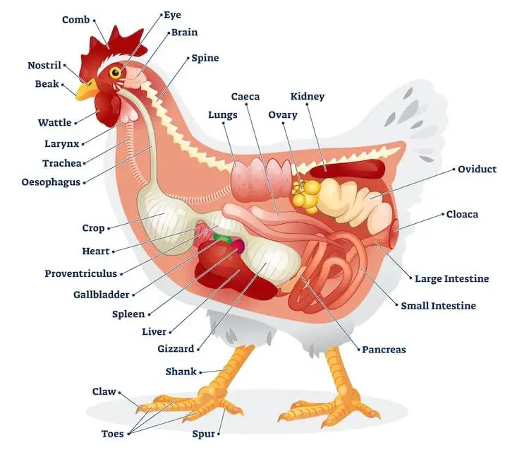 Anatomía del pollo