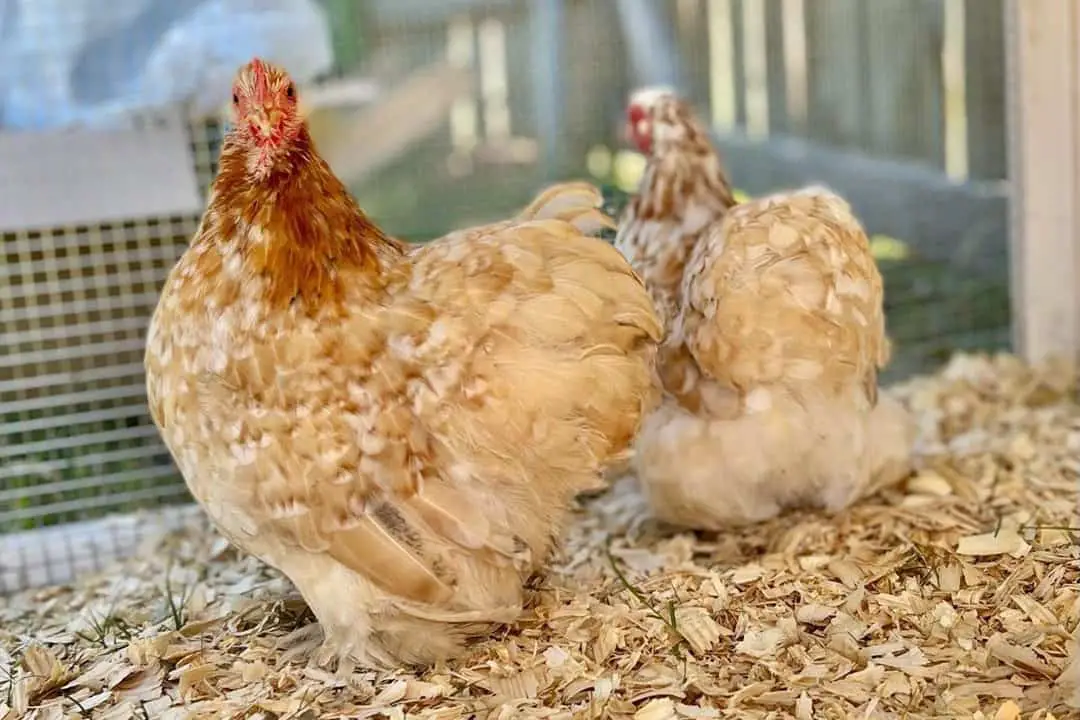 gallos de cochin