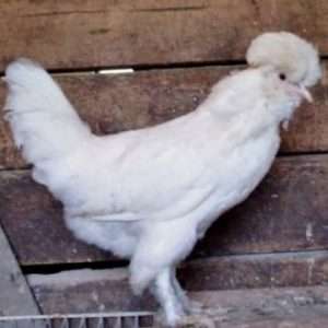 Pollo sultán gallo