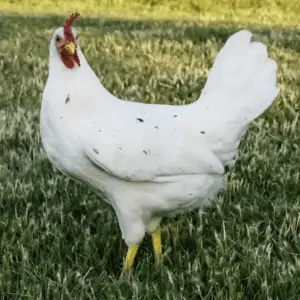 Pollo blanco de California