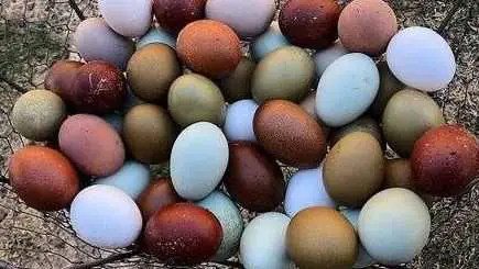 ¿Qué gallinas ponen huevos verdes?