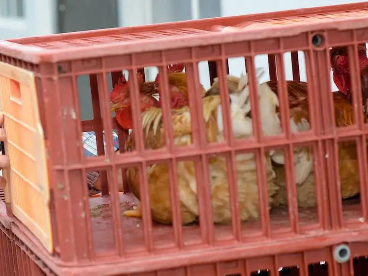 Transporte de pollos