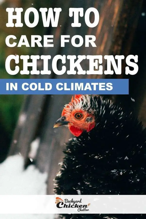 como cuidar gallinas en climas frios pin