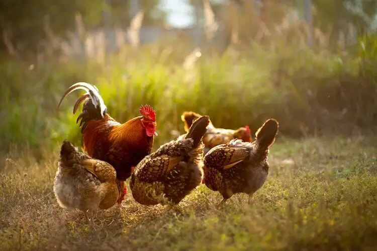 Gallo con gallinas