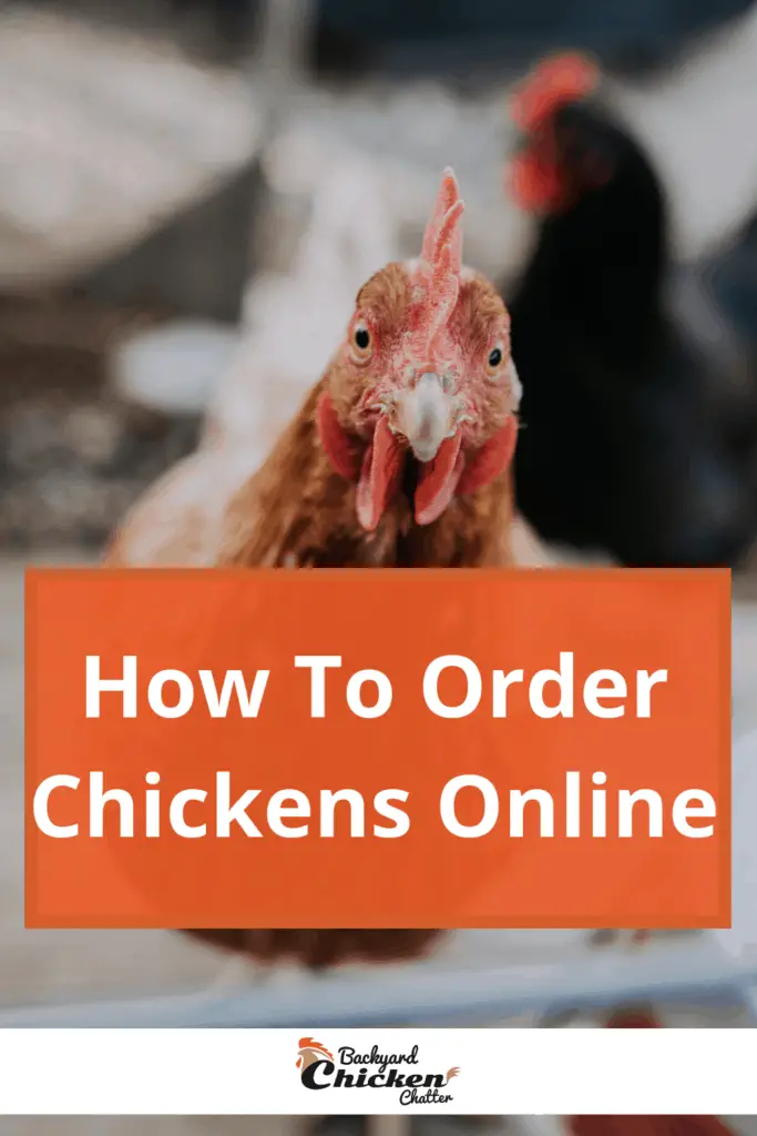 cómo pedir pollos en línea