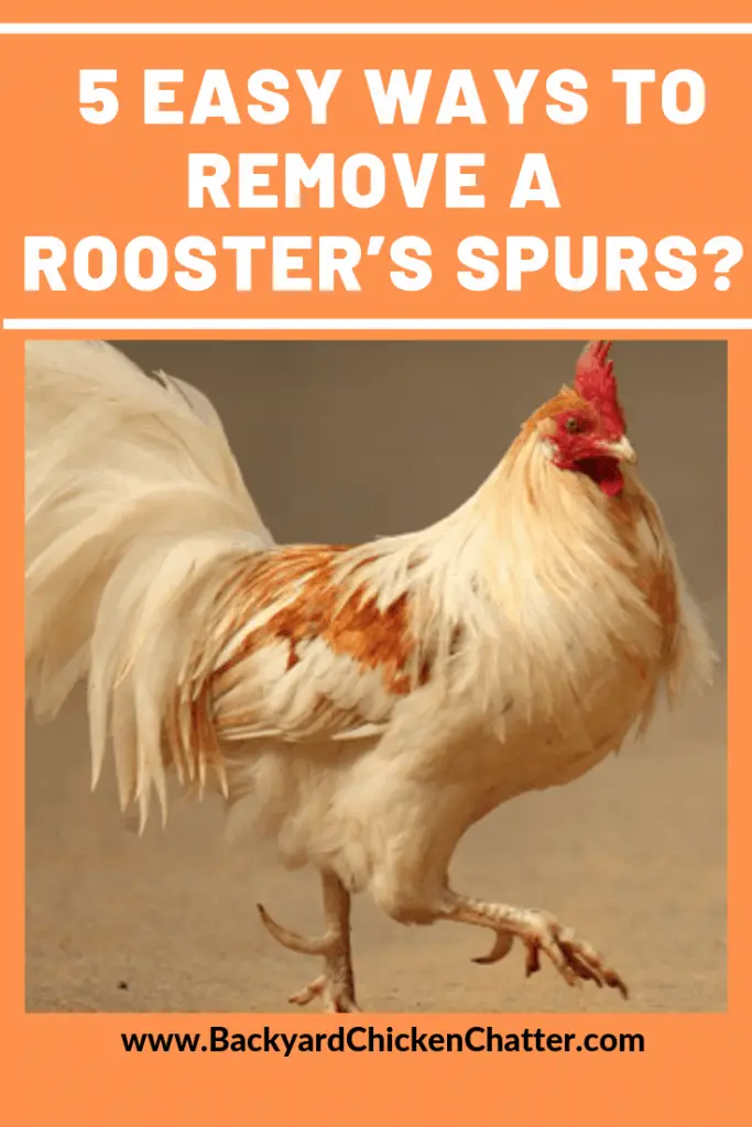 ¿Cuáles son las 5 formas fáciles de quitar las espuelas de un gallo?