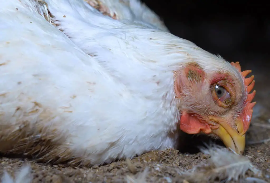 coccidiosis caca de pollo