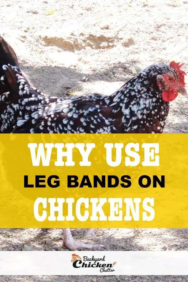 ¿Por qué usar bandas para las piernas en pollos?