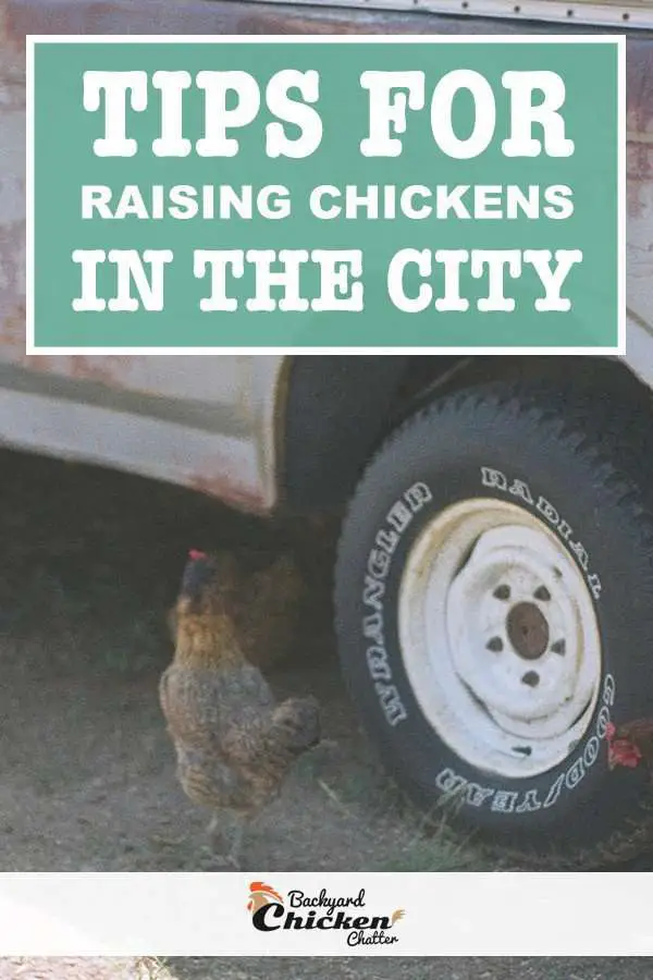 consejos para criar pollos en la ciudad pin