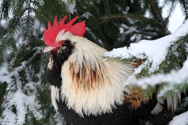 Cómo mantener calientes a los pollos en invierno.