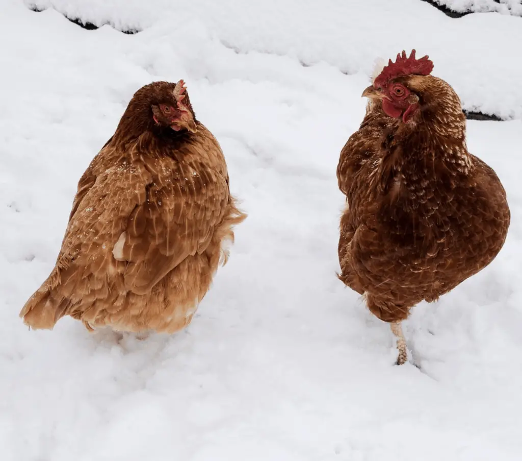 5 consejos para mantener calientes a los pollos en invierno