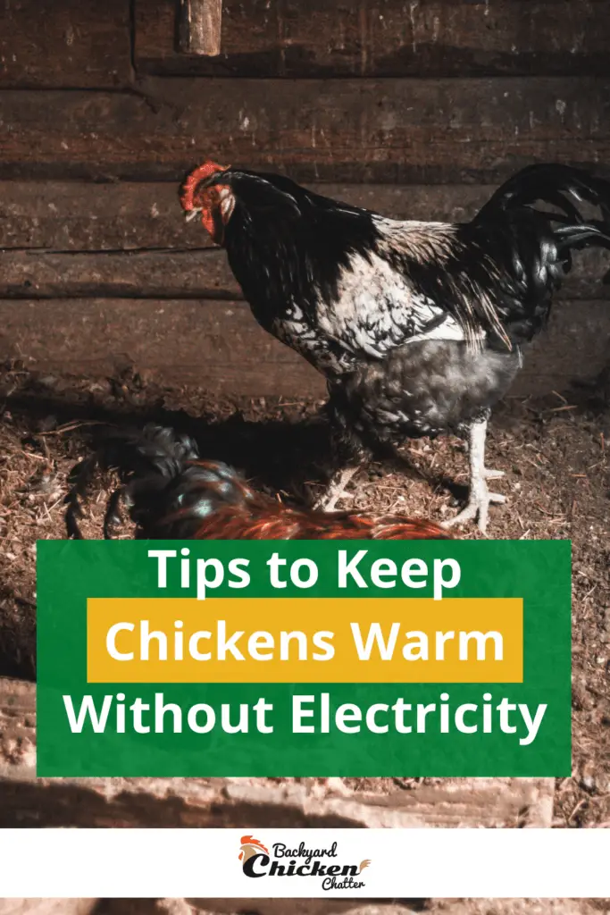 Consejos para mantener calientes a los pollos sin electricidad-pin