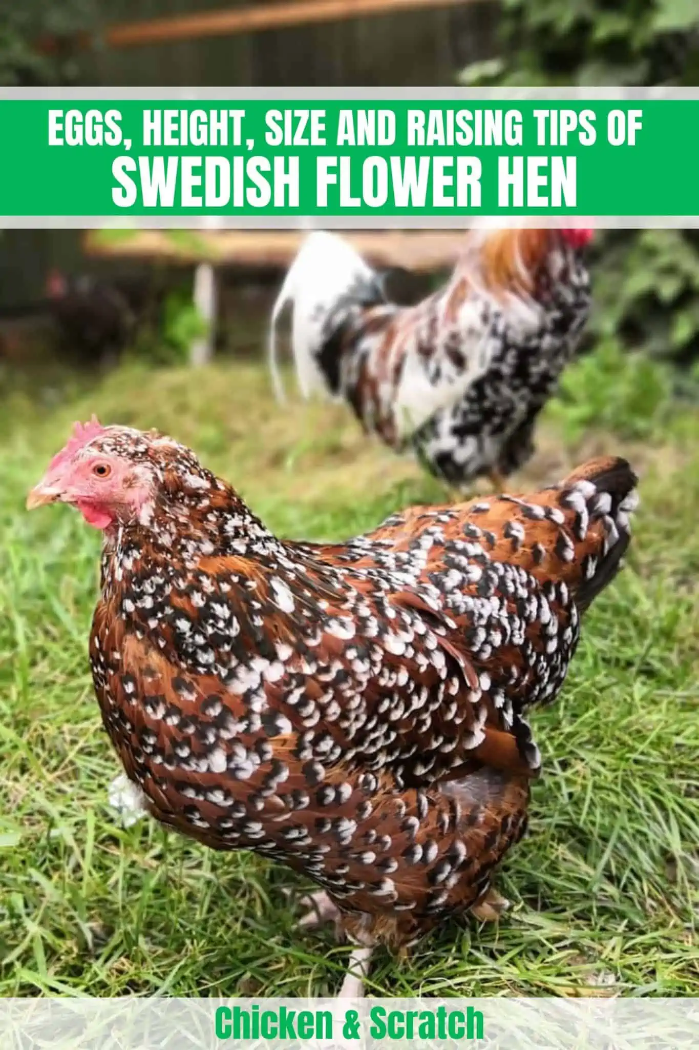 Gallina sueca de flores