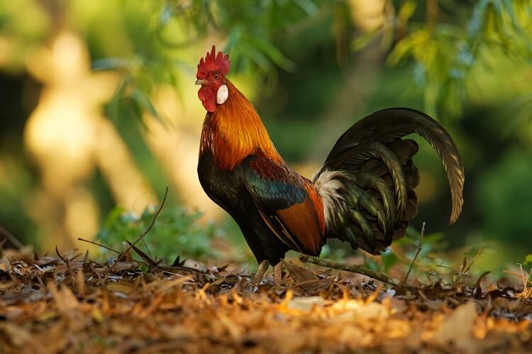 Ave de la selva roja