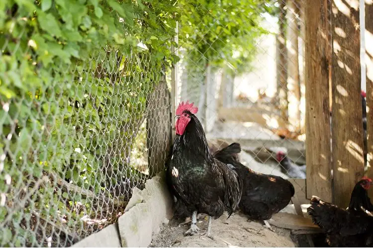 gallinas australorp