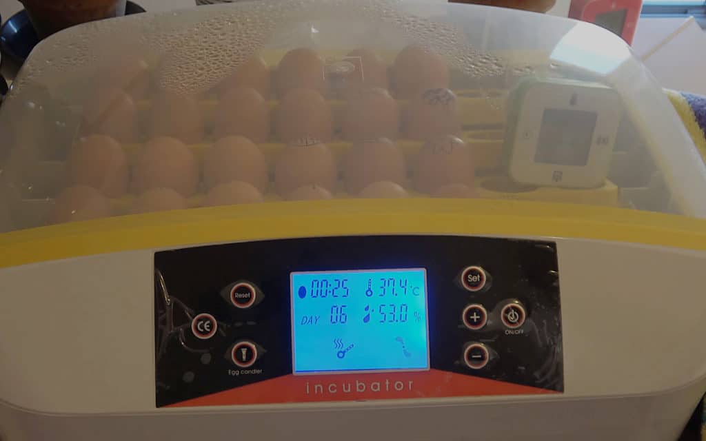 incubando huevos de gallina