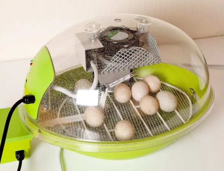 huevos en incubadora