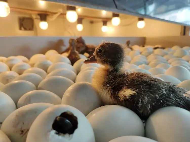 Incubar huevos de pato