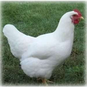 Mejor_pollo_por_huevos