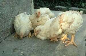 La enfermedad de Newcastle afecta principalmente a los pollos