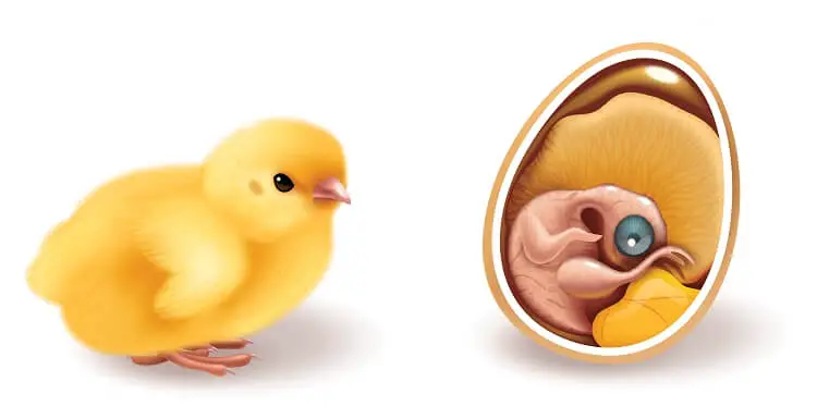 embrión de huevo