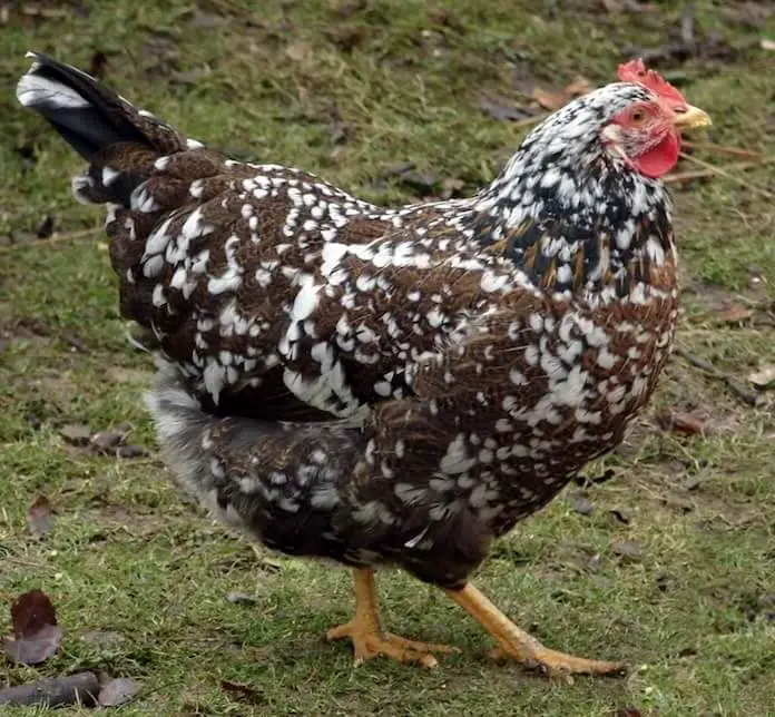 Pollo a la flor sueco