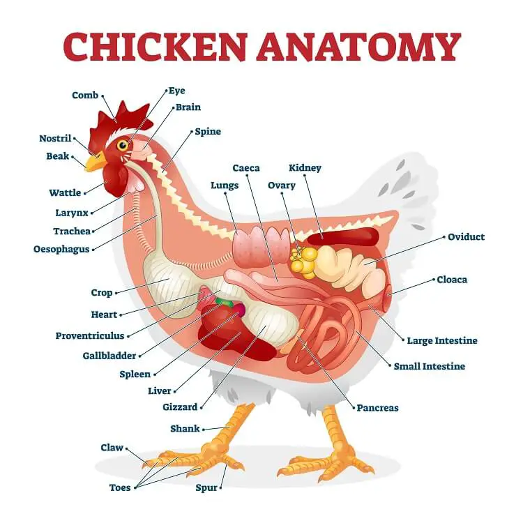 Anatomía del cultivo de pollo