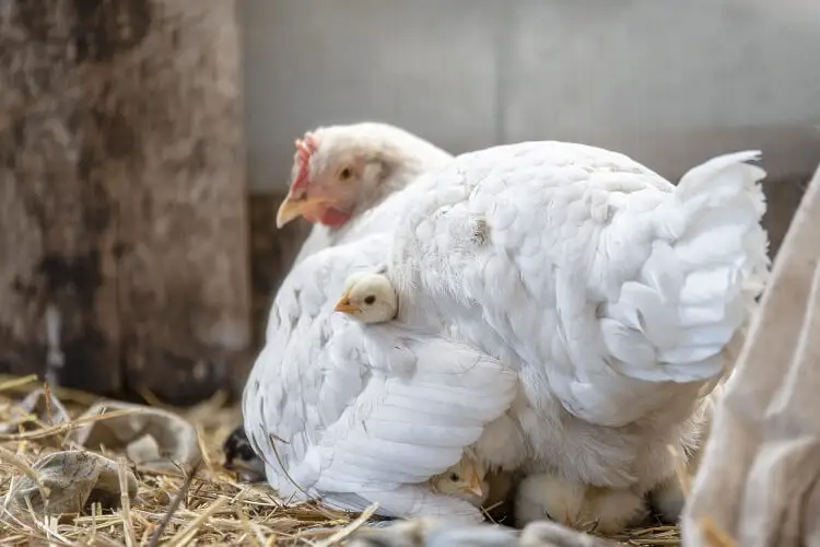 Gallina de cría cuidando pollitos