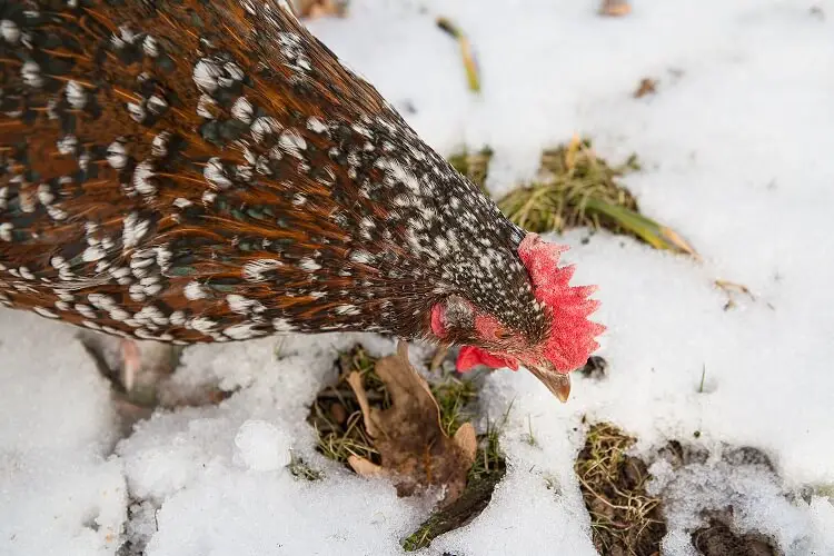 Pollo Sussex moteado en la nieve