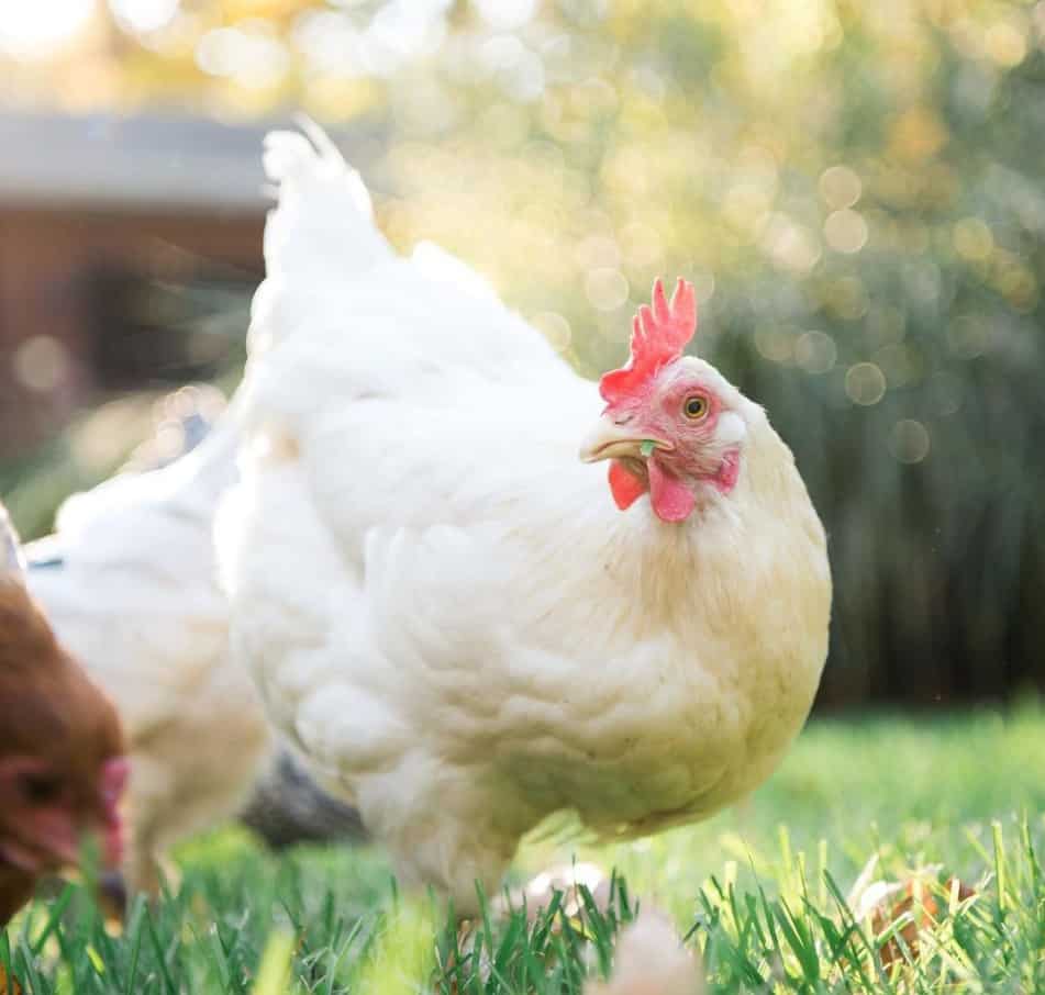 pollos ámbar