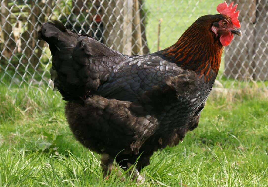 cobre maran