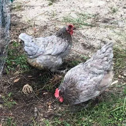 Pollos con gemas de zafiro