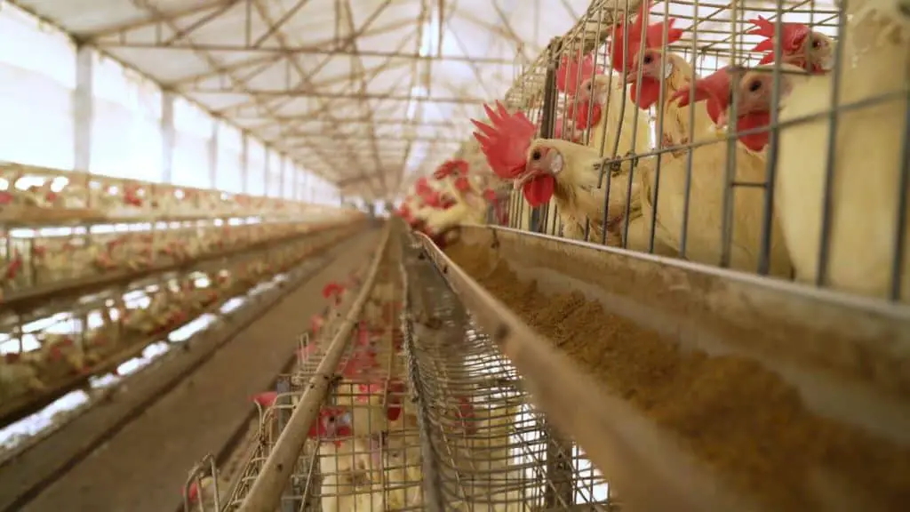 Huevos libres de jaula vs huevos de gallinas camperas