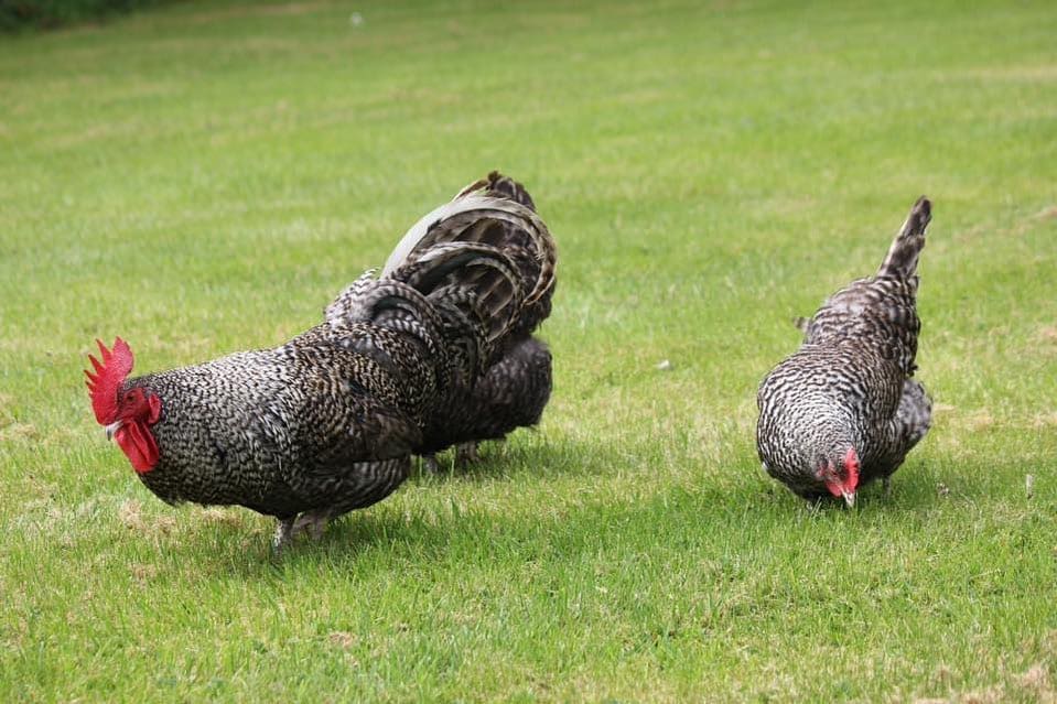 pollo escocés regordete