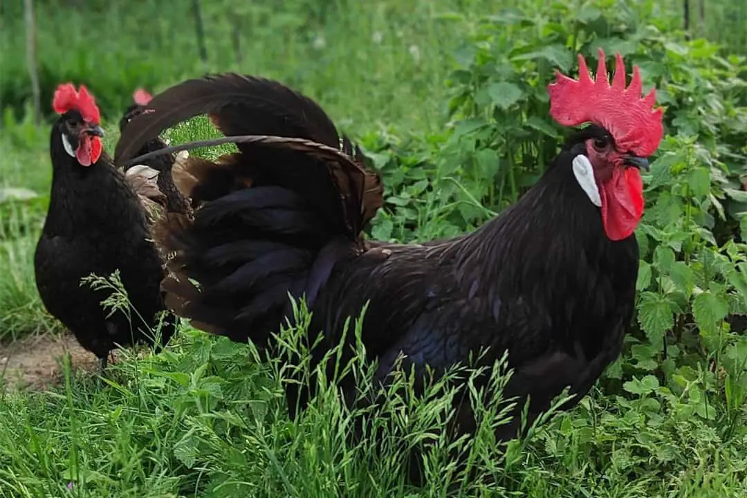 Historia del Pollo Barbezieux