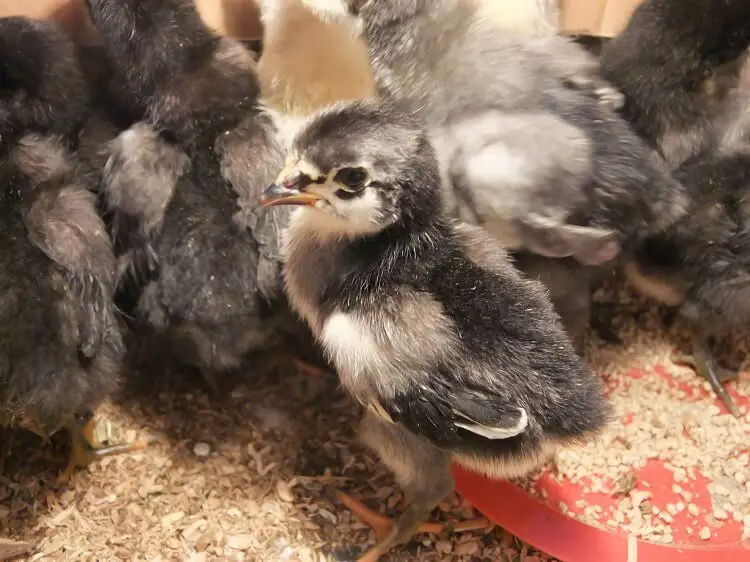 pollito gigante de jersey