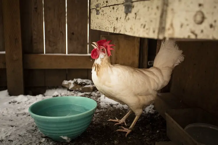 Un bebedero para pollos de 5 galones