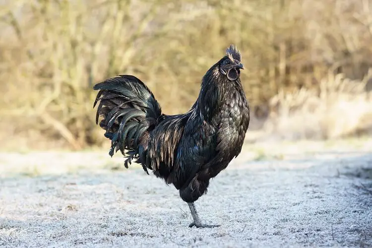 Pollo Ayam Cemani