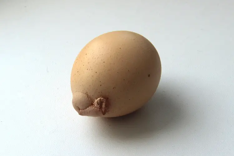 Huevo de forma extraña
