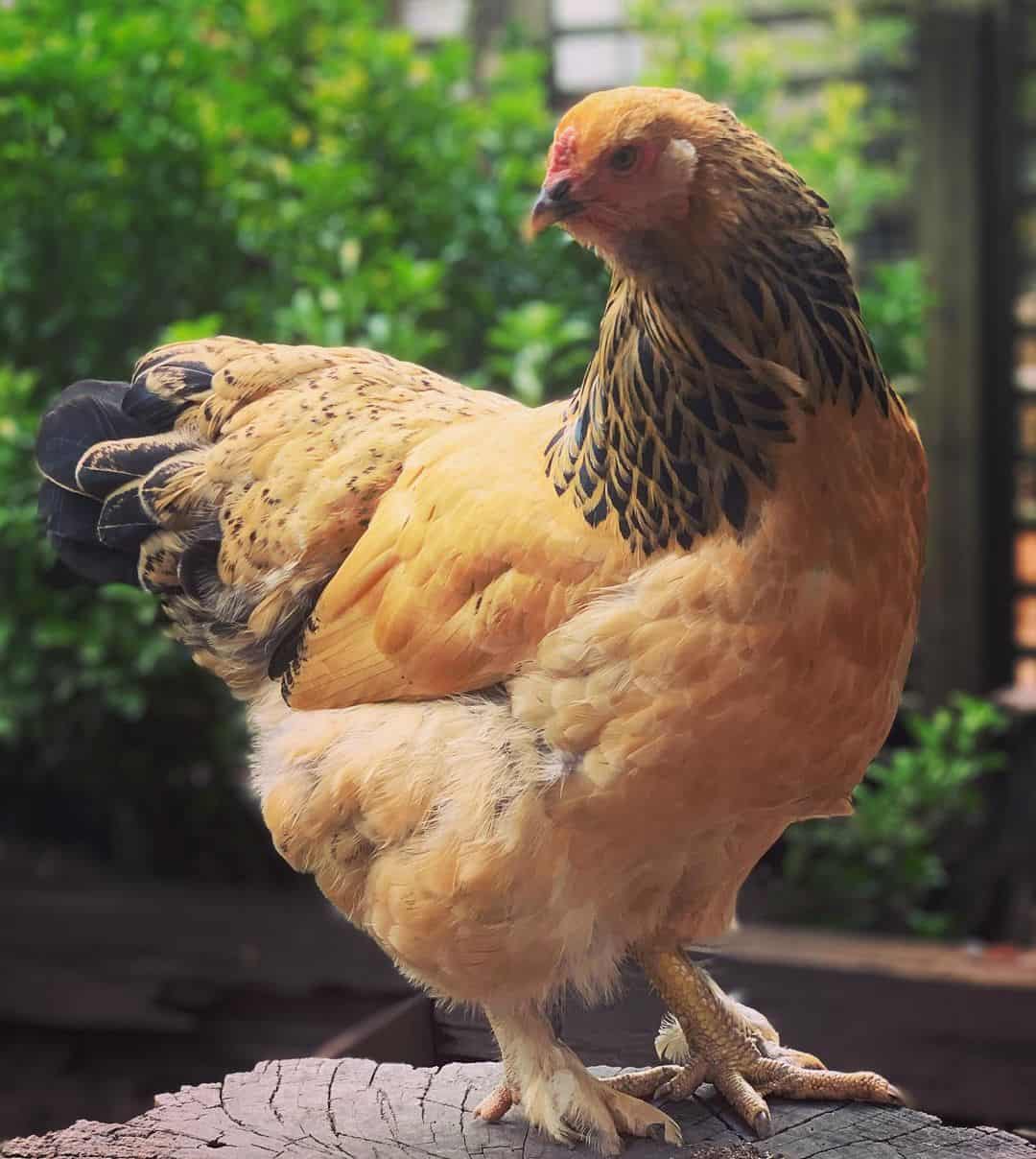 pollo amarillo Buff Brahma